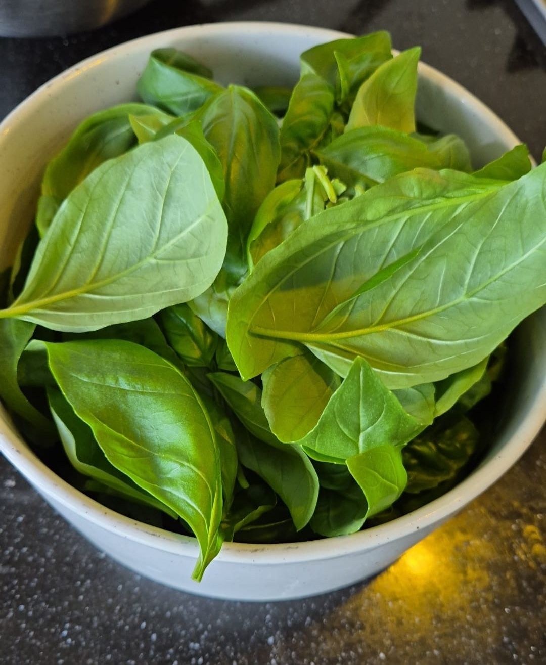 Harvesting the leaves