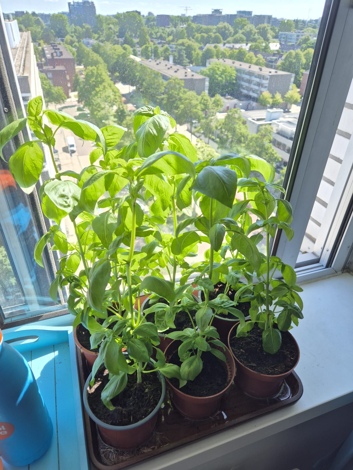 Growth of the cuttings