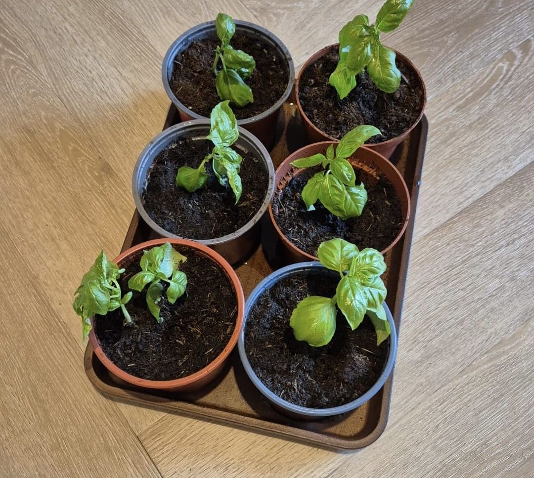 Repotting the cuttings